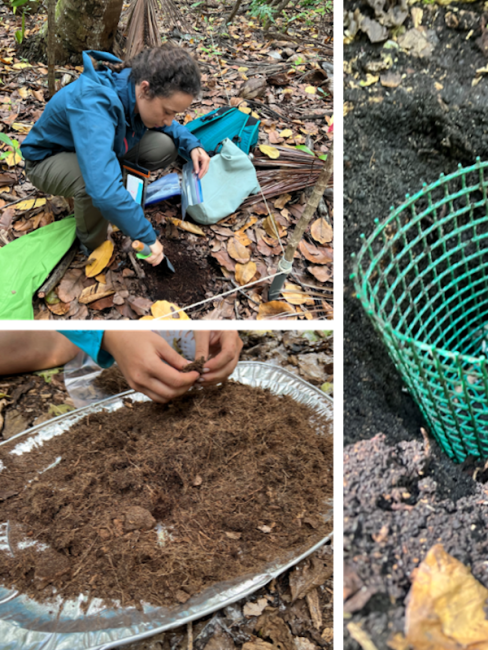 collecting samples of root ingrowth