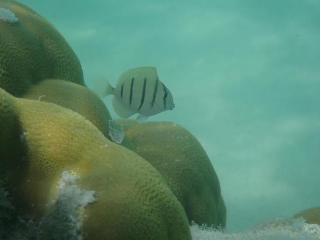 convict tang