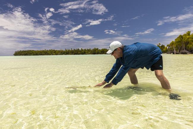 Releasing a lemon shark