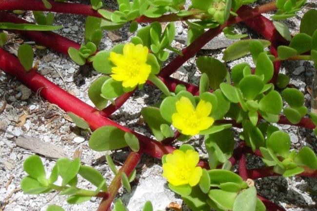 Portulaca lutea