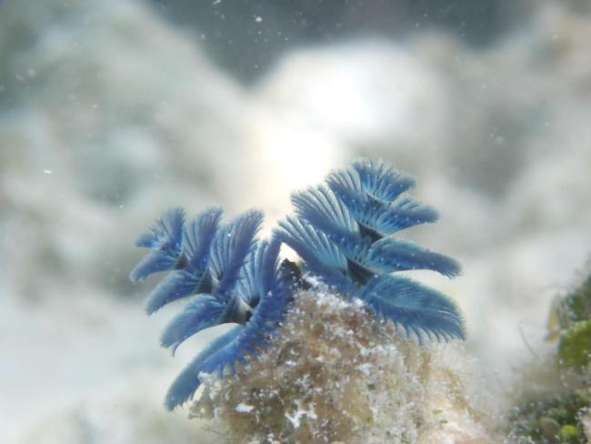 tree worms