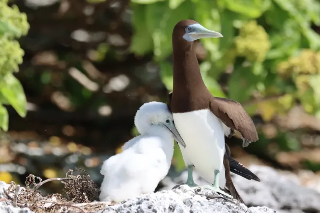 brown boobie and chick