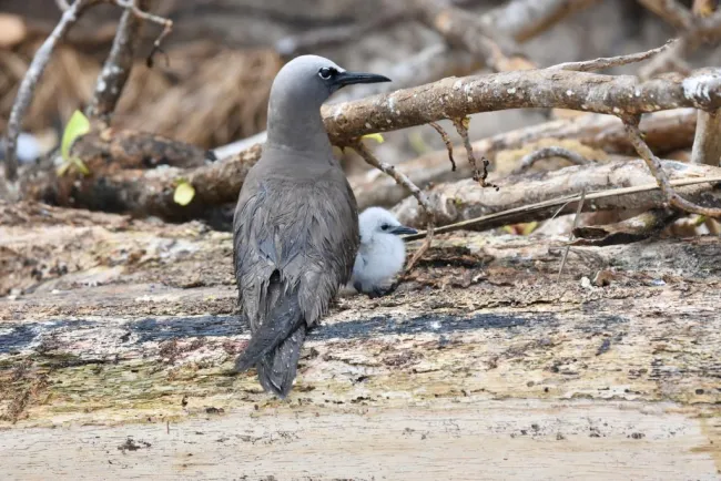 Ground-nesting noddy with a chick