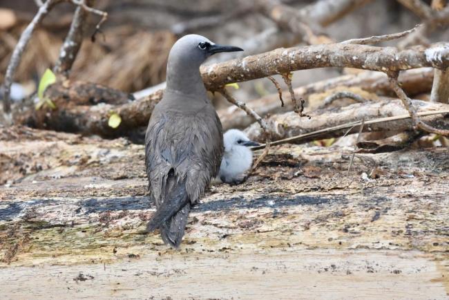 ground-nesting noddy with a chick