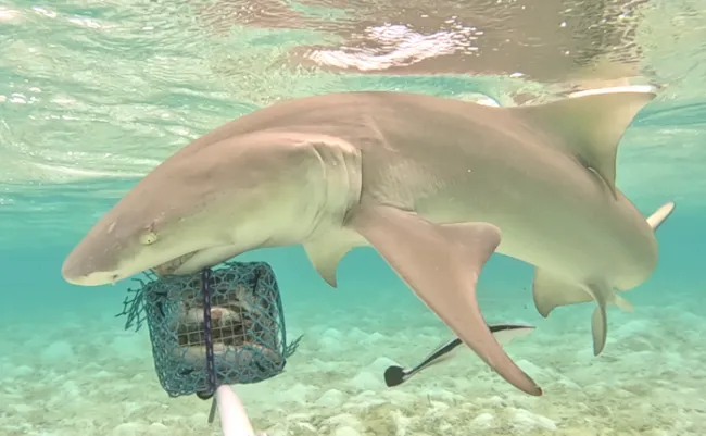 Adult blacktop reef shark