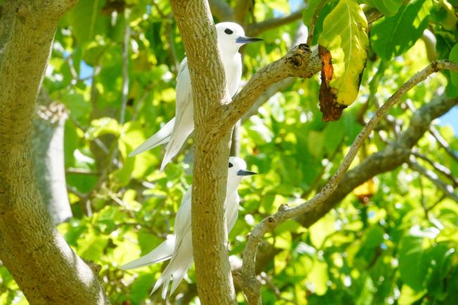 White tern (Gygis alba) pair