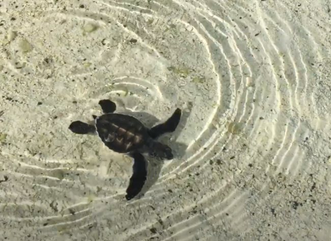 On reaching the lagoon, baby turtles head for the open sea