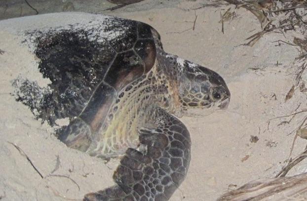 Green sea turtle laying eggs on the motu