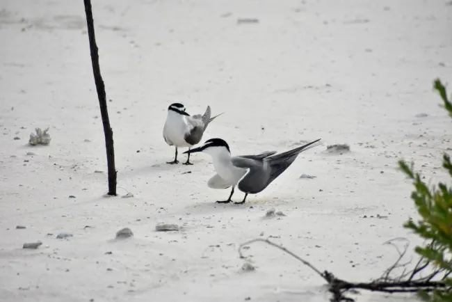 Grey-backed terns