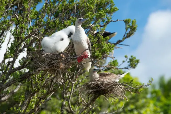 Nesting red footed boobies