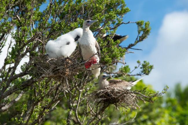 Nesting red-footed boobies