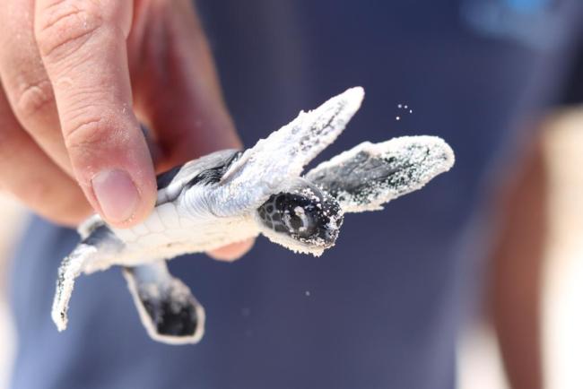 Green turtle hatchling