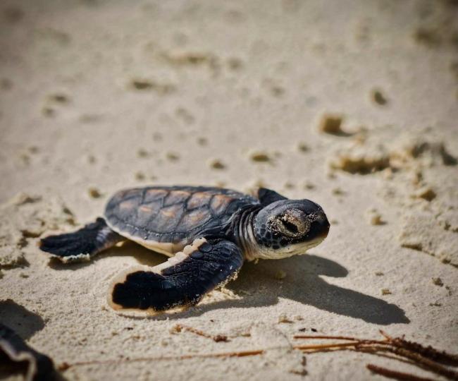 Hatchings on the beach are vulnerable to predation