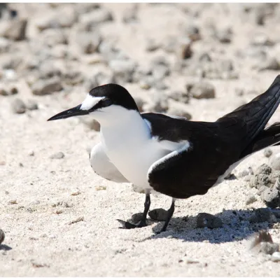 Sooty Tern