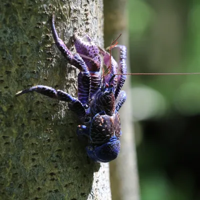 climbing crab