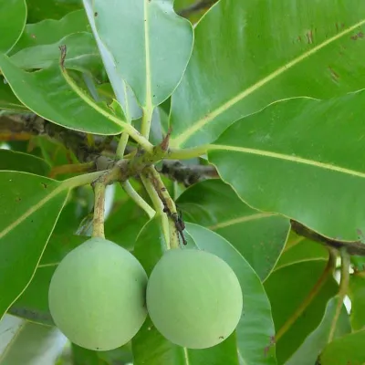 L'huile provenant des amandes a de multiples usages