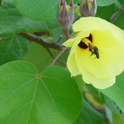 Une plante très utilisée