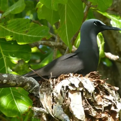 Noddi noir perché dans un arbre