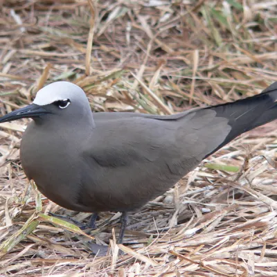 Brown Noddy adult