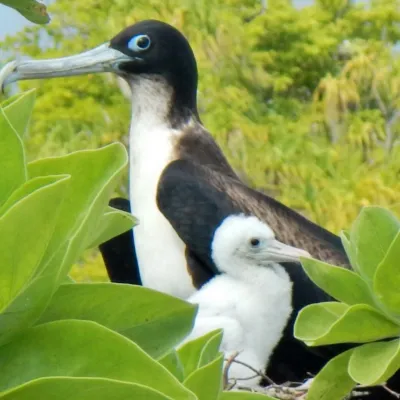 Great frigatebird and his baby