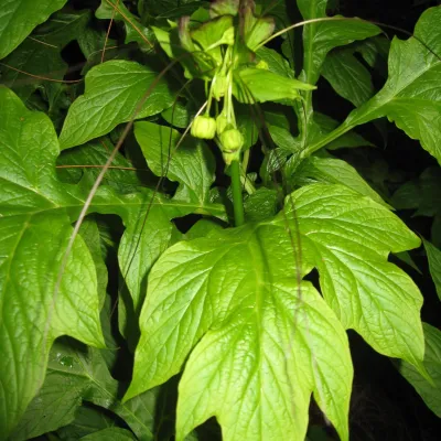 Polynesian arrowroot