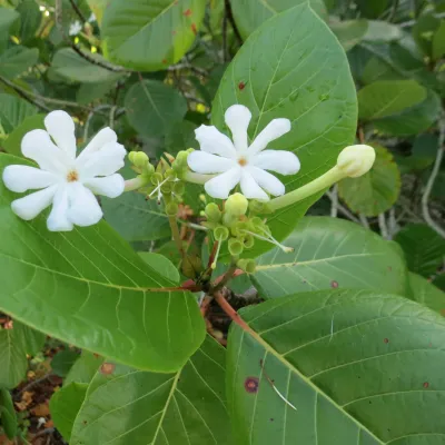 These little white flowers of Tafano are used to make traditional hei.