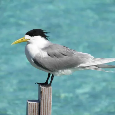 Great crested tern