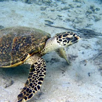 Concernant la tortue imbriquée, un seul cas de ponte a été identifié dans les Tuamotu, il y quelques années de ça.