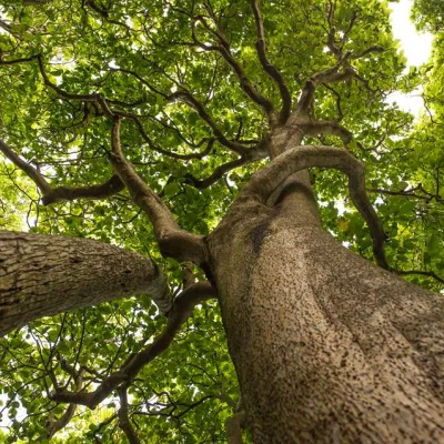 Cabbage Tree (Pisonia) canopy