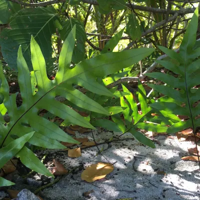 Metuapua'a poussant à l'ombre sur la plage de Rimatu'u