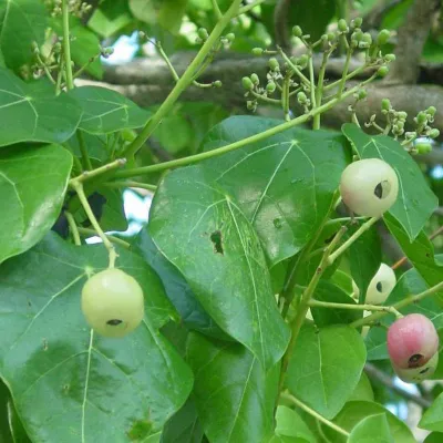 Fruits of Ti'anina