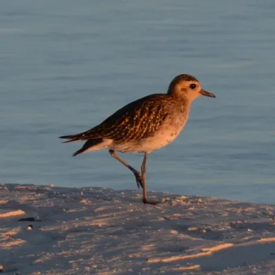 Pacific golden plover