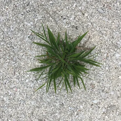 Lepturus repens on motu Honuea