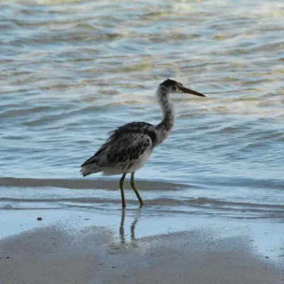 Aigrette sacrée sur la plage