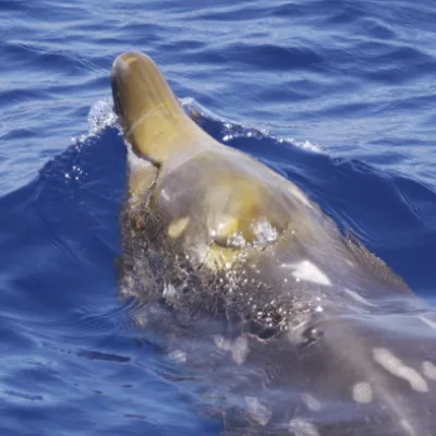 Baleine à bec de Blainville