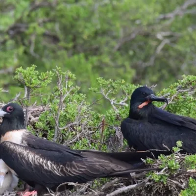 A family of frigatebirds