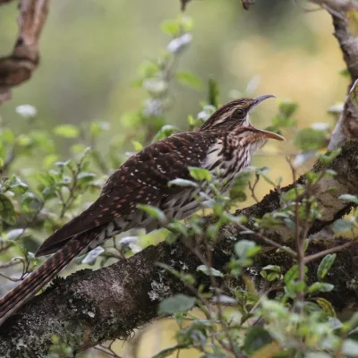 Adult long-tailed cuckoo calling