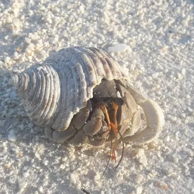 This crab can produce a shrill sound by rubbing its wrinkled claw on the inside of its leg.