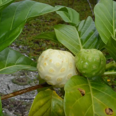 These small trees have fruits in the shape of potatoes.