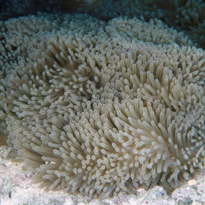 The sea anemone is the exclusive home of clownfish