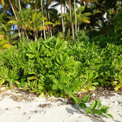 It primarily grows at on the edge of the beach, on limestone based ground.