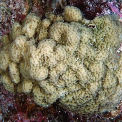 This specie of coral grows slowly, about 0.3 in (8 mm) per year