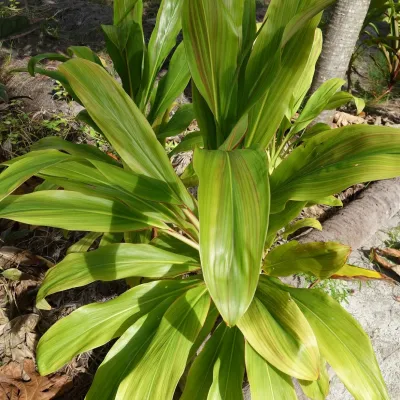 The leaves were consumed by the Hawaiians who also used the roots of the ‘Auti to make a strong alcohol, O-Kole-Hao, which was a tradition taught to the Tahitians. The European missionaries used them to ferment their beer.