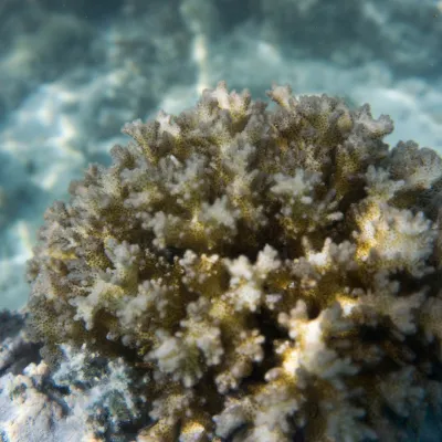 The knob-horned coral is a red-rose branching coral with “warts” of different sizes.