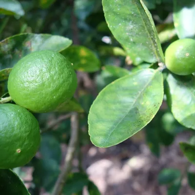 The lime tree is a small tree with needles, dark green leaves, and is dense and persistent.