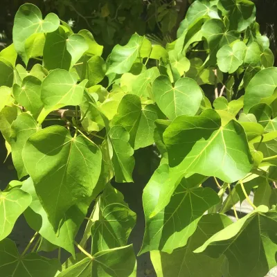 The Miro is a tree with yellow heart shaped leaves.