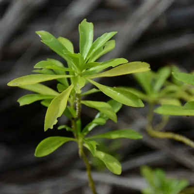 The edible leaves have a distinct mustard taste 