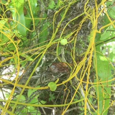 A vine used to make head decorations