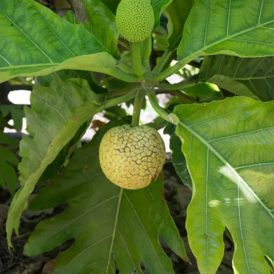 The fruit can grow larger than a volley ball, and is a fundamental staple of the Polynesian diet. 