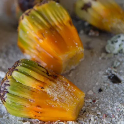 ripe pandanus drupes